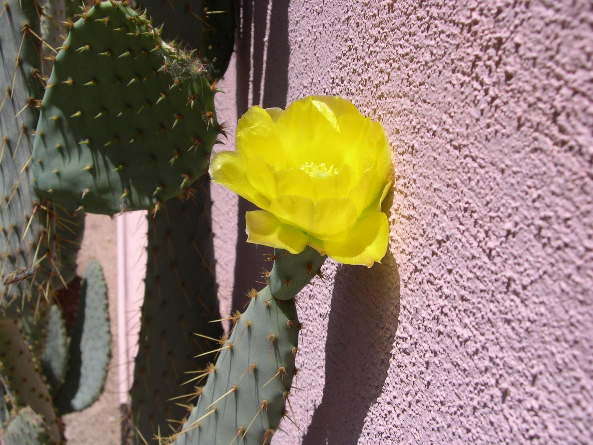Adobe Rose Inn Tucson Eksteriør bilde