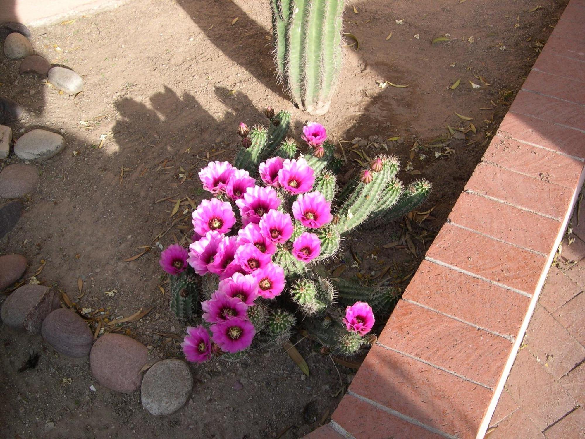 Adobe Rose Inn Tucson Eksteriør bilde