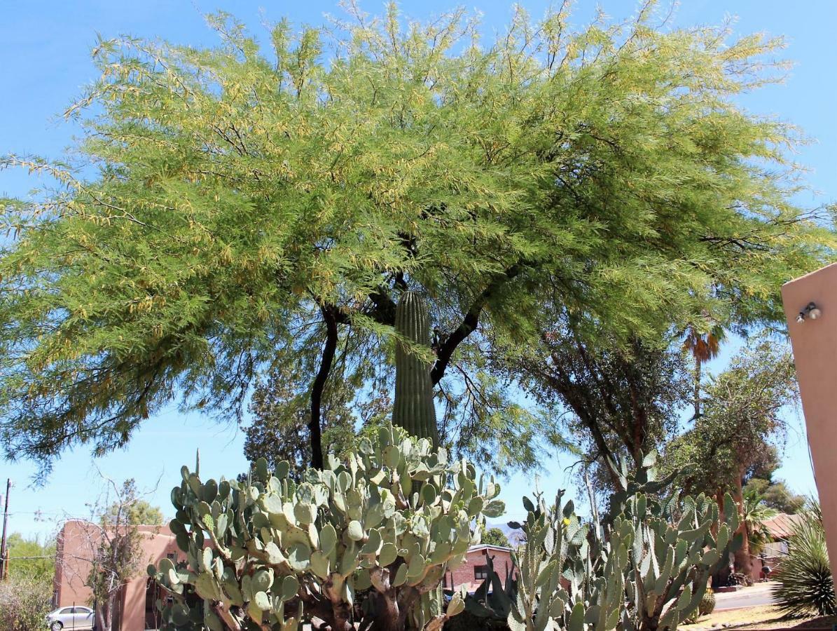 Adobe Rose Inn Tucson Eksteriør bilde